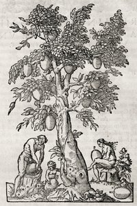 Broodvruchtboom, gravure door Andre Thevet