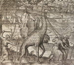 Giraffe, gravure uit Cosmographie Universelle door Andre Thevet