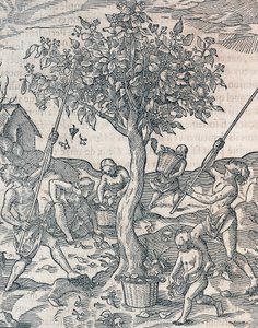 Oogsten van peper op het eiland Java, gravure uit Universal Cosmology door Andre Thevet, Parijs door Andre Thevet
