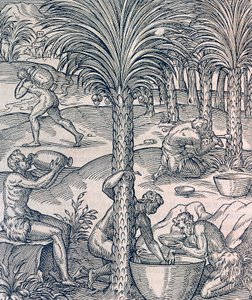 Inwoners van Kaapverdië maken drankjes van palmbomen, gravure uit Universal Cosmology door Andre Thevet