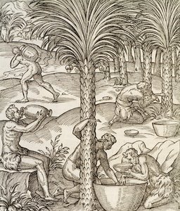 Inwoners van Kaapverdië maken drankjes van palmbomen, gravure uit Universal Cosmology, Afrika, 1575 door Andre Thevet