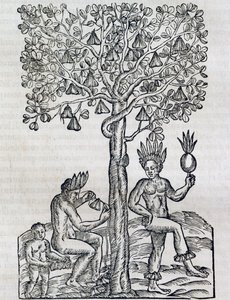 Nana fruit, tropische geneeskrachtige plant (gravure)