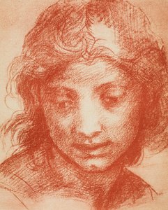 Hoofd van een jongen door Andrea del Sarto