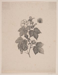 Katoenplant
