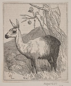Een lama