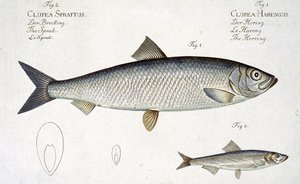 Haring (Clupea Harengus) (Fig. 1) en Sprot (Clupea Sprattus) plaat XXIX uit 