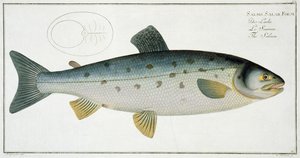 Zalm (Salmo Salar) plaat XX uit 