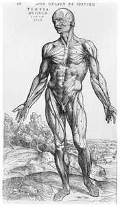 Anatomische Studie, illustratie uit 