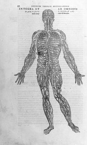 Andrea Vesalio (1514 - 1564), arts van Karel V. 