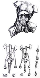 De Platen uit het Vijfde Boek van de De Humani Corporis Fabrica door Andreas Vesalius