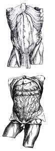 De Platen uit het Vijfde Boek van de De Humani Corporis Fabrica door Andreas Vesalius