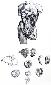De platen uit het vijfde boek van de De Humani Corporis Fabrica door Andreas Vesalius