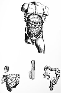 De platen uit het vijfde boek van de De Humani Corporis Fabrica door Andreas Vesalius