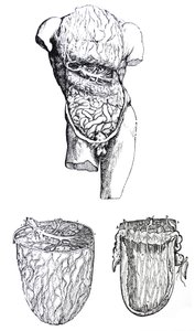 De Platen uit het Vijfde Boek van de De Humani Corporis Fabrica door Andreas Vesalius