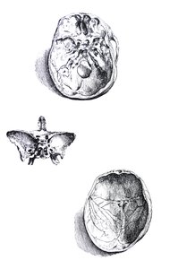De platen uit het eerste boek van de De Humani Corporis Fabrica door Andreas Vesalius