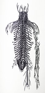 De Platen uit het Vierde Boek van de De Humani Corporis Fabrica door Andreas Vesalius