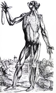 De platen uit het tweede boek van de De Humani Corporis Fabrica door Andreas Vesalius