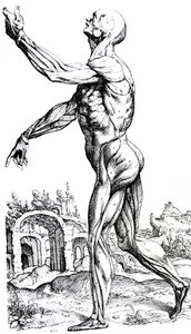 De platen uit het tweede boek van de De Humani Corporis Fabrica