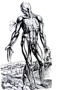 De platen uit het tweede boek van de De Humani Corporis Fabrica