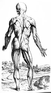 De Platen uit het Tweede Boek van de De Humani Corporis Fabrica door Andreas Vesalius
