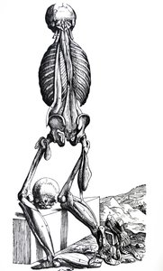 De Platen uit het Tweede Boek van de De Humani Corporis Fabrica