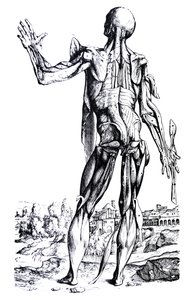 De Platen uit het Tweede Boek van de De Humani Corporis Fabrica