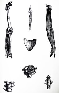 De Platen uit het Tweede Boek van de De Humani Corporis Fabrica door Andreas Vesalius