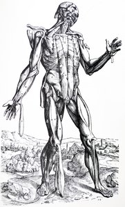 De platen uit het tweede boek van de De Humani Corporis Fabrica door Andreas Vesalius