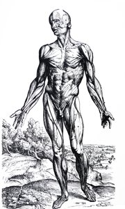 De Platen uit het Tweede Boek van de De Humani Corporis Fabrica door Andreas Vesalius