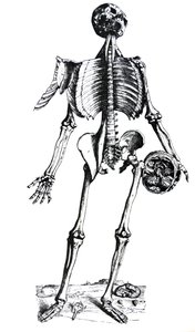 De Platen uit het Zevende Boek van de De Humani Corporis Fabrica