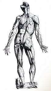 De platen uit het zevende boek van de De Humani Corporis Fabrica door Andreas Vesalius