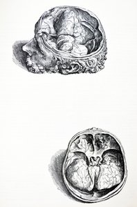 De Platen uit het Zevende Boek van de De Humani Corporis Fabrica door Andreas Vesalius