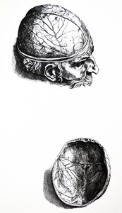 De Platen uit het Zevende Boek van de De Humani Corporis Fabrica door Andreas Vesalius