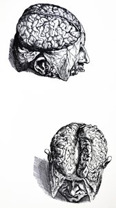 De platen uit het zevende boek van de De Humani Corporis Fabrica
