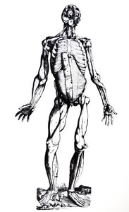 De platen uit het zevende boek van de De Humani Corporis Fabrica door Andreas Vesalius