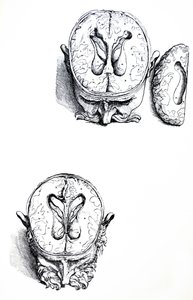 De Platen uit het Zevende Boek van de De Humani Corporis Fabrica door Andreas Vesalius