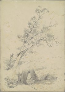 Bomen, Hudson