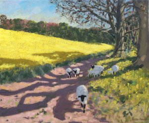 Schapen en geel veld, 2017