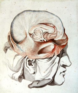 De Schedel, uit 