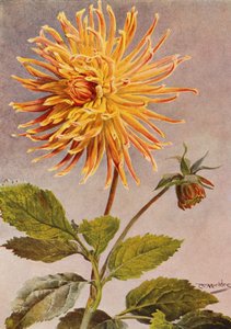 Cactus Dahlia Mrs H L Brousson, Kleur, vaal, met een zweem van scharlakenrood