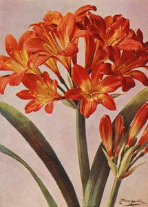 Clivia Miniata, lang bekend als Imantophyllum Miniatum door Angelo Fairfax Muckley