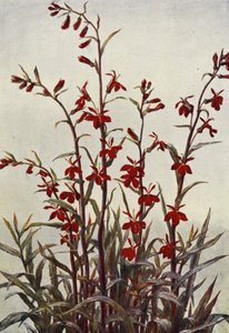 Lobelia Cardinals