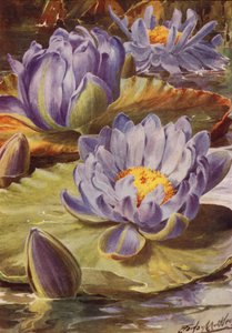 Nymphea Gigantea Hudsonii, Een prachtige blauwe waterlelie