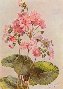 Primula Obconica