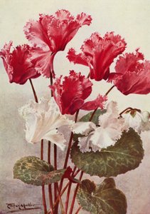 De vlindercyclamen