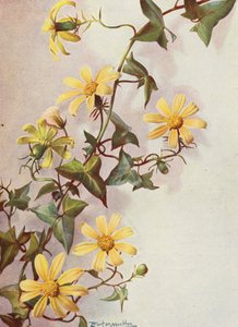De gele Kaapse klimop, Senecio Macroglossus