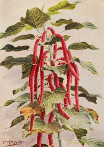 De mooie roodstaart Acalypha Hispida, Sanderiana