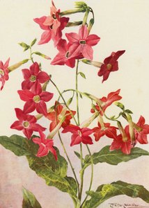De mooie tabaksplant Nicotiana Sanderae