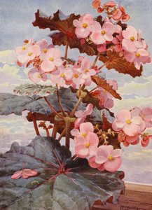 De knappe donkerbladige Begonia Gloire de Sceaux