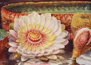 Victoria Regia, de edelste van alle waterplanten